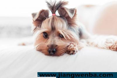 详细阅读:得狂犬病的几率有众大 狂犬病的症状有哪些 得狂犬病的几率有众大 狂犬病的症状有哪些